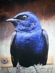 purple-martin-225x300.jpg