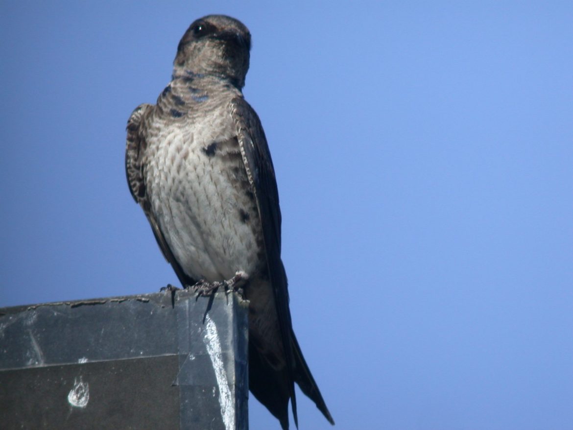 The Purple Martins – June to August