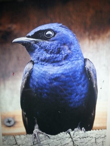 Purple Martin