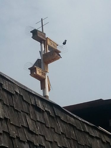 Purple Martin boxes