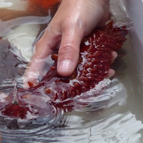 Sea Life sea cucumber