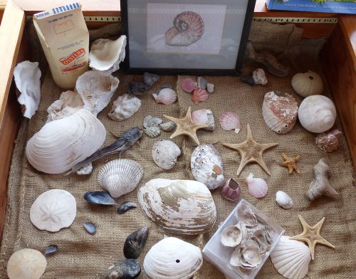 Sea Life shells