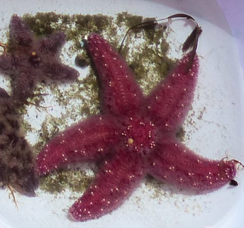 Sea Life starfish