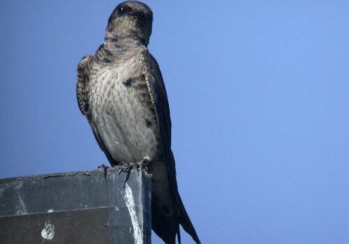 Purple Martin